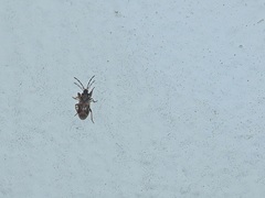 Taphropeltus nervosus