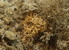 Janolus hyalinus