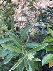 Blumea balsamifera