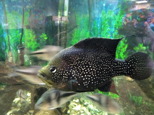 Marakely (Paratilapia polleni) — Cichlidae — 2