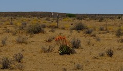 Aloe falcata