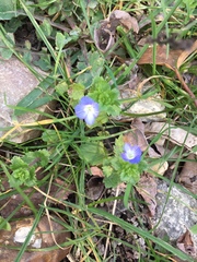 Veronica persica