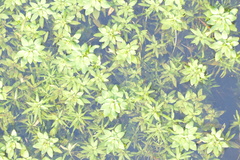 Callitriche obtusangula