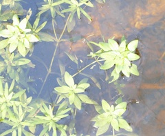 Callitriche obtusangula