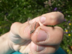 Siphlonurus alternatus