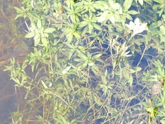 Callitriche obtusangula