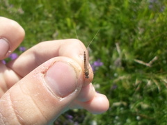 Siphlonurus alternatus