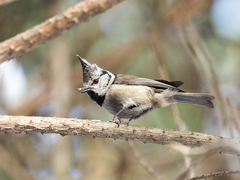 Lophophanes cristatus
