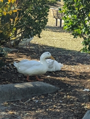 Anas platyrhynchos domesticus