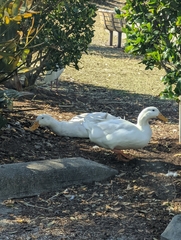 Anas platyrhynchos domesticus