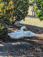 Anas platyrhynchos domesticus