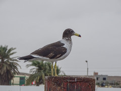 Larus belcheri