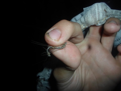 Siphlonurus alternatus