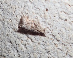 Euchromius cambridgei