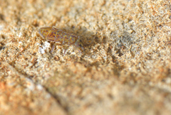 Isotomurus pseudopalustris