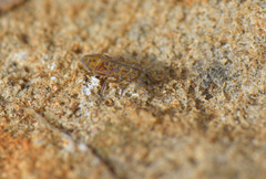 Isotomurus pseudopalustris