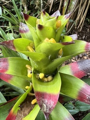 Guzmania squarrosa