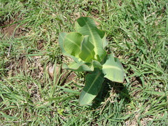 Asclepias glaucescens