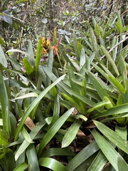 Guzmania squarrosa