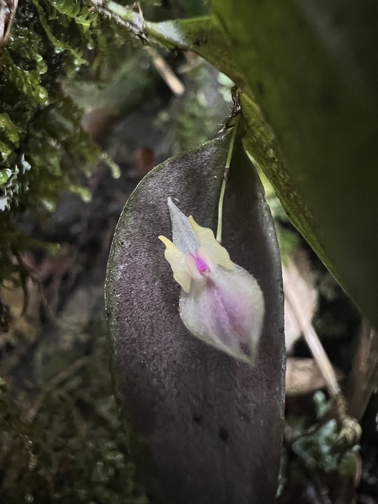 Lepanthes dunstervilleorum