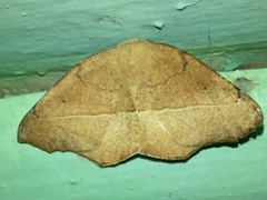 Syncirsodes primata