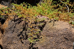 Aizoon papulosum