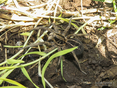 Lycosa pampeana