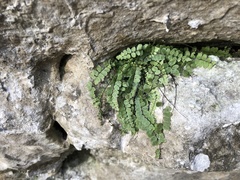Asplenium trichomanes pachyrachis