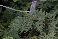 Selaginella braunii