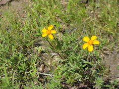 Dyssodia tagetiflora