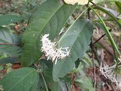 Ixoroideae