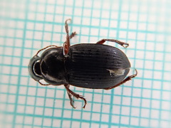 Harpalus tardus