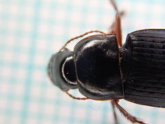 Harpalus tardus
