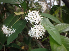 Ixoroideae