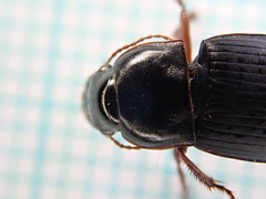 Harpalus tardus