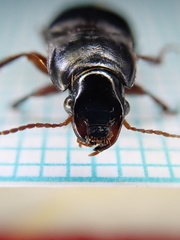 Harpalus tardus