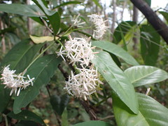 Ixoroideae