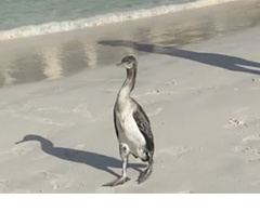 Phalacrocorax nigrogularis