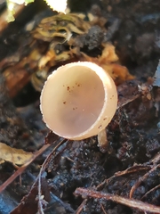 Ciboria