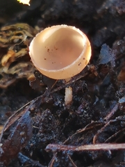 Ciboria