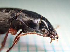 Harpalus tardus