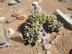 Antimima piscodora