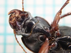 Harpalus tardus