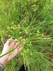 Cyperus rigens