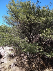 Quercus toumeyi