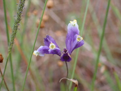 Burmannia