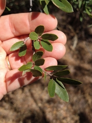 Quercus toumeyi