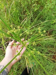 Cyperus rigens