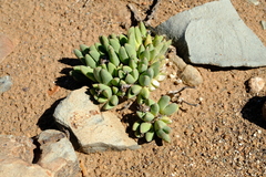 Antimima piscodora