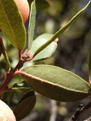 Quercus toumeyi